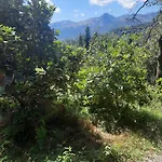 Cascinamirta *