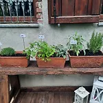 Cascinamirta *