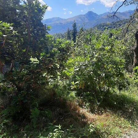 Cascinamirta *
