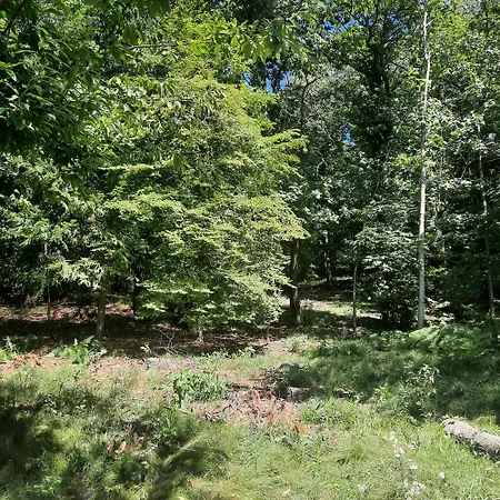 Cascinamirta *