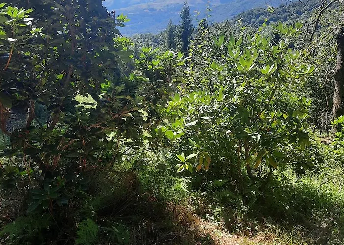 Cascinamirta *
