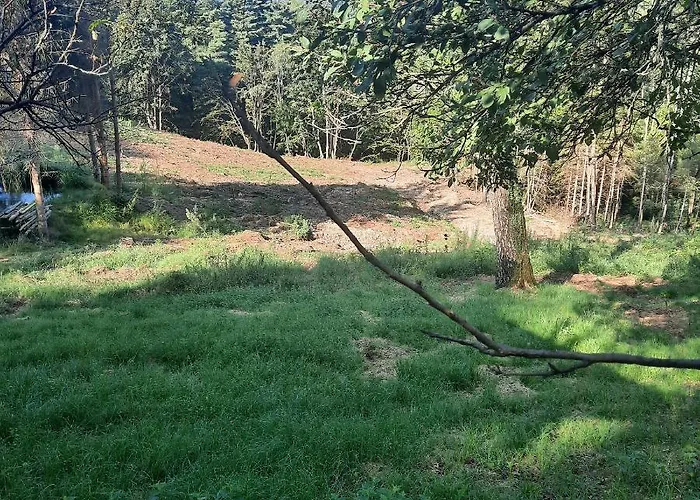 Cascinamirta